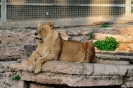 ZOO Barcelona_29